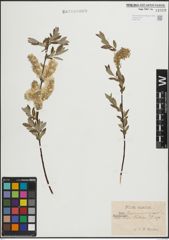 Foto von Salix lapponum L. x Salix repens L.